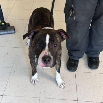 Mixed Breed Dogs Available for Adoption in Davenport, Iowa - Crain | PetCurious