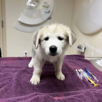 Moose -  Great Pyrenees and Mixed Breed Dog for Adoption in Riverside, California - Moose | PetCurious