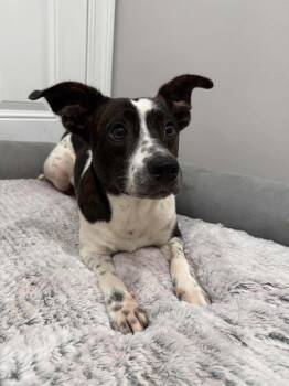 Charlotte -  Mixed Breed Dog for Adoption in Lexington, Kentucky - Charlotte | PetCurious