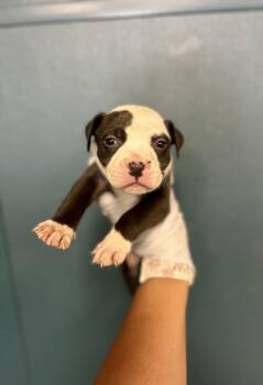 Rescue Pit Bull Terrier Dogs for Adoption in Victorville, California - Mochi #1732 (514) ***FOSTER OR FOSTER TO ADOPT*** | PetCurious