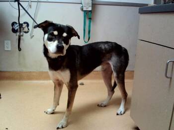 MORRIS -  Siberian Husky and Mixed Breed Dog for Adoption in Martinez, California - MORRIS | PetCurious