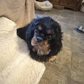 Cavalier King Charles Spaniel Dogs Available for Adoption in Saratoga Springs, New York - Nala | PetCurious