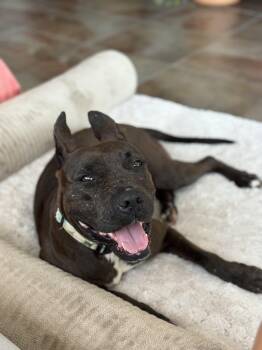 Whoopi - A Sweet Girl Hoping for a Miracle -  Pit Bull Terrier and Black Labrador Retriever Dog for Adoption in Carolina, Carolina - Whoopi - A Sweet Girl Hoping For A Miracle | PetCurious