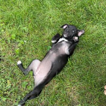 Peanut -  Mixed Breed Dog for Adoption in Madison, Wisconsin - Peanut | PetCurious