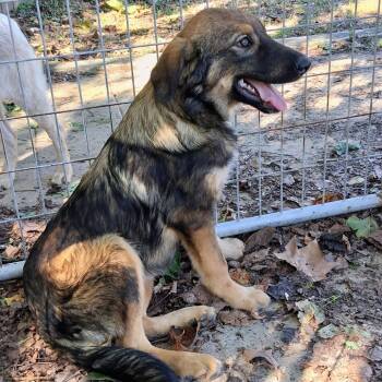 Rescue Australian Cattle Dog Blue Heeler and Australian Shepherd Dogs for Adoption in Livingston, Texas - Trinity | PetCurious