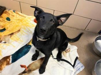 German Shepherd Dog and Mixed Breed Dogs Available for Adoption in Fort Wayne, Indiana - BART | PetCurious