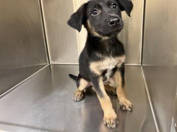 Rescue German Shepherd Dog Dogs for Adoption in Tustin, California - JOAN JETT | PetCurious