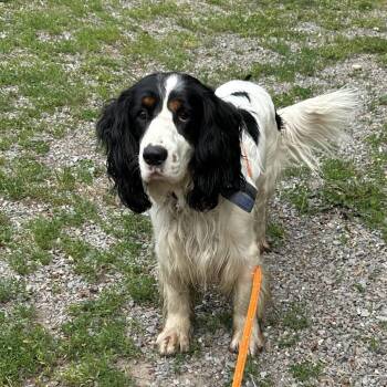 PRAR-Stray-63067 -  English Springer Spaniel Dog for Adoption in Priest River, Idaho - PRAR-Stray-63067 | PetCurious