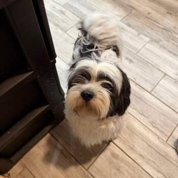 Shih Tzu and Mixed Breed Dogs Available for Adoption - Bullseye | PetCurious