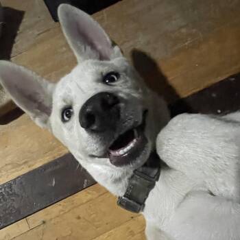 Arrow -  Husky Dog for Adoption in Los Angeles, California - Arrow | PetCurious