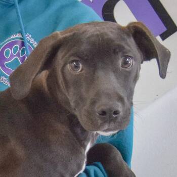 Black Labrador Retriever and Weimaraner Dogs Available for Adoption - Honey | PetCurious
