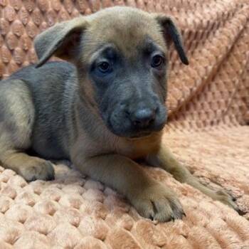 Princess Ariel -  Mixed Breed Dog for Adoption in Janesville, Wisconsin - Princess Ariel | PetCurious