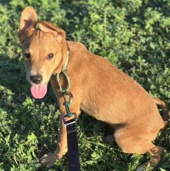 Rusty -  Labrador Retriever Dog for Adoption in Williston, Vermont - Rusty | PetCurious