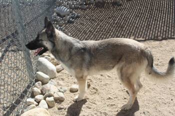Rescue Anatolian Shepherd Dogs for Adoption in Yucca Valley, California - Moe | PetCurious