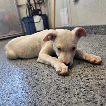 Da Vinci -  Dalmatian and Pit Bull Terrier Dog for Adoption in North Battleford, Saskatchewan - Da Vinci | PetCurious
