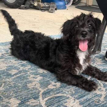 Tuck -  Schnauzer and Mixed Breed Dog for Adoption in Baton Rouge, Louisiana - Tuck | PetCurious