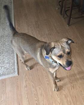 Boxer and Terrier Dogs Available for Adoption in Youngsville, North Carolina - Winston | PetCurious