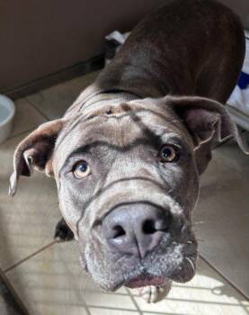 Cane Corso and Pit Bull Terrier Dogs Available for Adoption in Honolulu, Hawaii - Maka | PetCurious