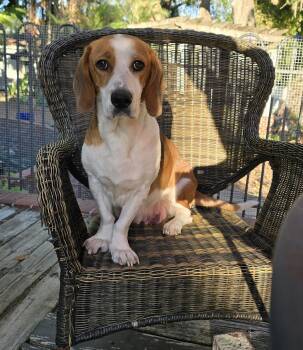 Beagle and Basset Hound Dogs Available for Adoption - Eleven | PetCurious