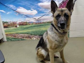 Rescue German Shepherd Dog Dogs for Adoption in Moreno Valley, California - A546415 | PetCurious