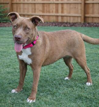 Pit Bull Terrier Dogs Available for Adoption - Little Girl | PetCurious