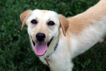 Marnie -  Yellow Labrador Retriever Dog for Adoption in Bedford Hills, New York - Marnie | PetCurious