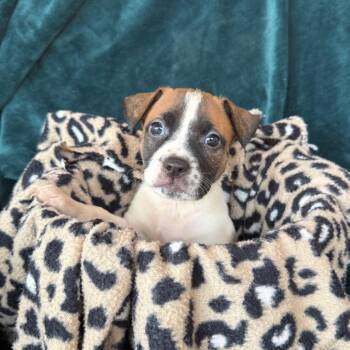 Moana -  American Staffordshire Terrier and Mixed Breed Dog for Adoption in Murray, Utah - Moana | PetCurious