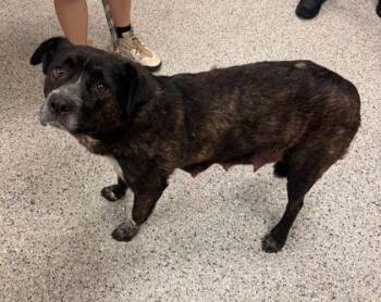 Momma Dee -  Mixed Breed Dog for Adoption in Kansas City, Missouri - Momma Dee | PetCurious