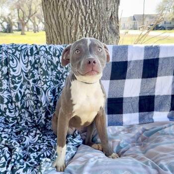American Bully and Pit Bull Terrier Dogs Available for Adoption - Amazing Anna | PetCurious