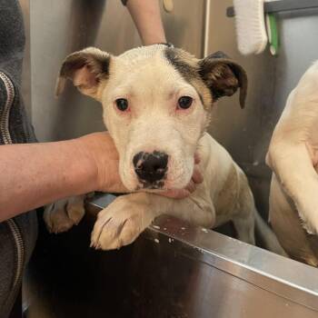 Catan D70020 -  Pit Bull Terrier Dog for Adoption in Minnetonka, Minnesota - Catan D70020 | PetCurious