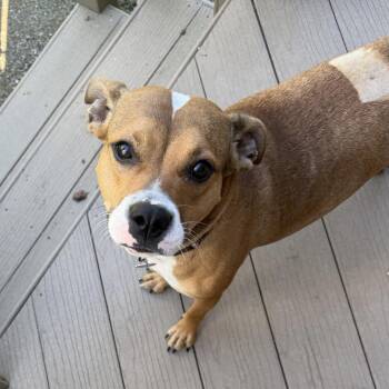 Cora -  Beagle and Mixed Breed Dog for Adoption in Oxford, Michigan - Cora | PetCurious