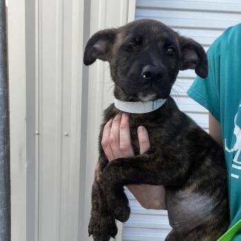 German Shepherd Dog and Mixed Breed Dogs Available for Adoption in Lakeland, Florida - Streusel | PetCurious