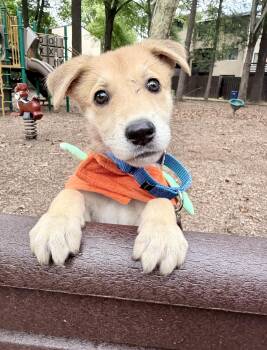 Brooklyn -  Shiba Inu Dog for Adoption in Fairfax, Virginia - Brooklyn | PetCurious