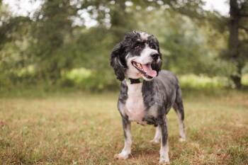 Rescue Bernadoodle Dogs for Adoption in Gradyville, Kentucky - Lavinia | PetCurious
