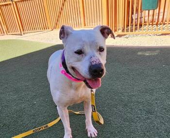 HERA -  Pit Bull Terrier Dog for Adoption in Las Vegas, Nevada - HERA | PetCurious