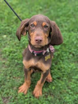 Mabel -  Bloodhound and Mixed Breed Dog Available for Adoption in Aiken, South Carolina - Mabel | PetCurious