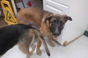 NIKO -  Belgian Shepherd Malinois and Mixed Breed Dog for Adoption in Oroville, California - NIKO | PetCurious