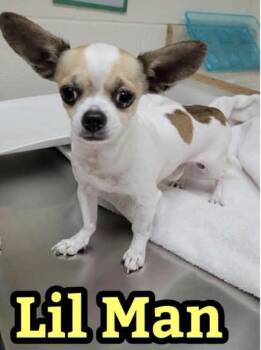 Lil Man -  Chihuahua Dog for Adoption in Cary, North Carolina - Lil Man | PetCurious