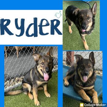 Rescue German Shepherd Dog Dogs for Adoption in Clearfield, Pennsylvania - Ryder | PetCurious