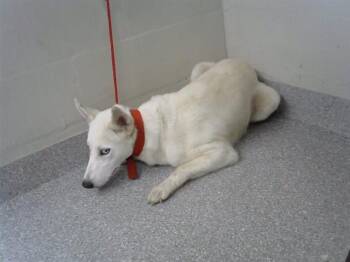 Siberian Husky and Mixed Breed Dogs Available for Adoption in Pasadena, Texas - A184635 | PetCurious