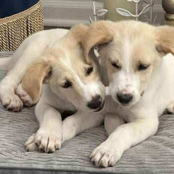 Great Pyrenees and Mixed Breed Dogs Available for Adoption in Olathe, Kansas - Skippy | PetCurious