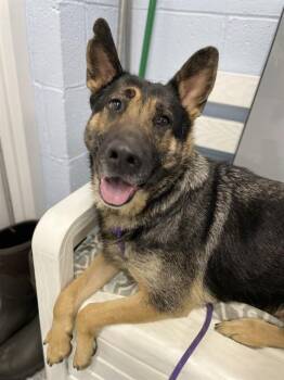 German Shepherd Dog Dogs Available for Adoption - FRISKY | PetCurious