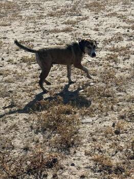 Rescue Labrador Retriever and Hound Dogs for Adoption in Uxbridge, Massachusetts - Tuffy | PetCurious