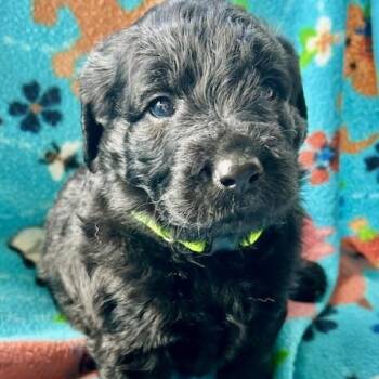 German Shepherd Dog and Flat Coated Retriever Dogs Available for Adoption - Martin (5/13) | PetCurious
