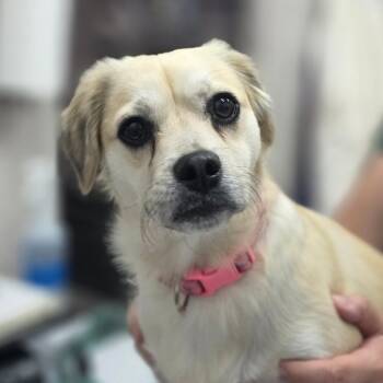 Sadie -  Mixed Breed Dog for Adoption in Huntsville, Alabama - Sadie | PetCurious