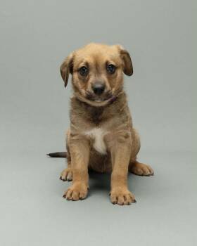 Syrah -  Australian Cattle Dog Blue Heeler Dog for Adoption in Mesa, Arizona - Syrah | PetCurious