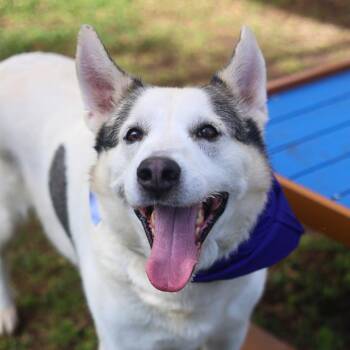 LORD CHUNKINGTON -  Husky Dog for Adoption in San Antonio, Texas - LORD CHUNKINGTON | PetCurious