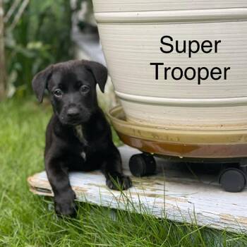 Super Trouper 9412 -  Mixed Breed Dog for Adoption in Springboro, Ohio - Super Trouper 9412 | PetCurious