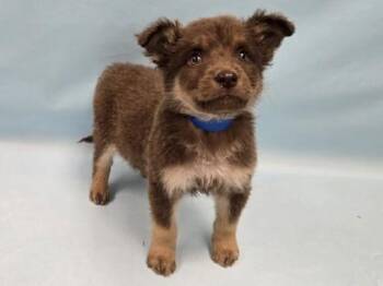Kairo -  German Shepherd Dog and Mixed Breed Dog for Adoption in Minneapolis, Minnesota - Kairo | PetCurious