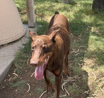 Cairo -  Doberman Pinscher Dog for Adoption in Canutillo, Texas - Cairo | PetCurious